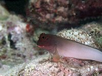 Redlip Blenny, how cute is that?